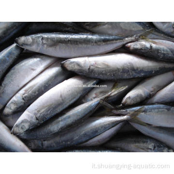 Nuova stagione BQF Horse Mackerel Trachurus japonicus pesce